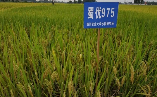 蜀优975（2020年国家审定）